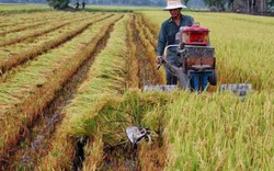 Giảm 100.000ha lúa trong năm nay