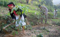 Bí quyết kiếm tiền dưới tán rừng cao su