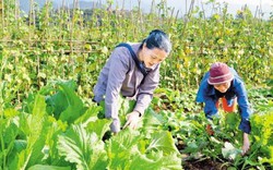 Bón phân Văn Điển cho vùng trồng rau an toàn