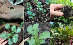 Mách bạn cách trồng cải xoăn Kale như chuyên gia