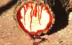 Kinh hãi: Loài cây chảy nhựa như máu ở châu Phi