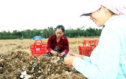 Đồng Nai: Nấm rơm nghịch vụ được mùa, nông dân mừng rơn