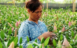 Hà Nội: Hoa ly bung nở trước Tết, nông dân khóc ròng