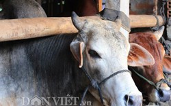 Không tốn công chăn dắt, bò "lớn nhanh như thổi” nhờ... hèm rượu