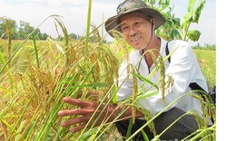 Siêu giống lúa chịu mặn, phèn