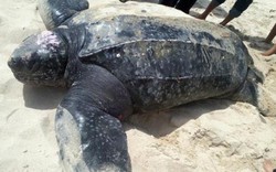 Phú Yên: Thả rùa biển quý hiếm về tự nhiên