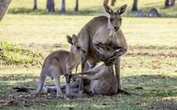 Rớt nước mắt cảnh kangaroo mẹ cố ôm con trước khi chết