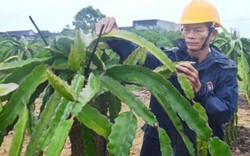 Nông dân làm giàu nhờ... Internet