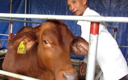 KHÓ TIN: Bò nuôi ở Hà Tĩnh tăng 1,2kg mỗi ngày
