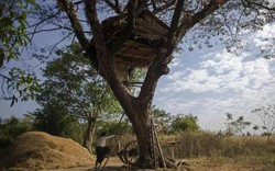 Độc đáo ngôi làng trên cây ở Myanmar