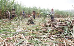 Chăm sóc mía bằng phân bón Văn Điển