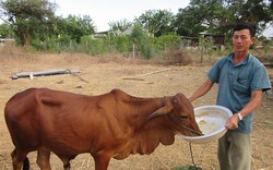 Ninh Thuận: Giải ngân 300 triệu đồng dự án nuôi bò vỗ béo