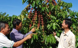 Lâm Đồng và mục tiêu trở thành trung tâm nông nghiệp của ĐNA: Thực tế hay... lãng mạn?