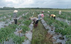 Nông dân sẽ có thu nhập 63 triệu đồng/người/năm