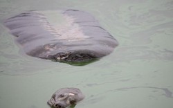 Xác rùa hồ Gươm sẽ được bảo quản lâu dài