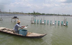 Nuôi tôm lót bạt -  chi phí thấp, lợi nhuận khủng