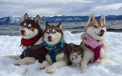 Cảm động tình bạn giữa mèo và 3 chú chó Husky