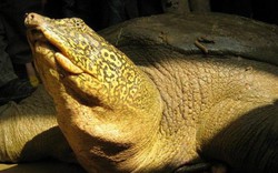 "Bà con" của rùa Hồ Gươm ở nước ngoài sống thế nào?