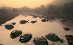 4 "cụ" rùa khổng lồ nổi tiếng nhất thế giới