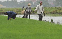 Mùa đông ấm, linh hoạt chuyển đổi cây trồng