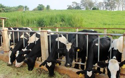 "Biệt thự” bò có… bò giả ở Hà Nam: Lo đi vào “vết xe” đổ