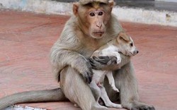 Kỳ lạ: Khỉ mẹ nuôi chó như con