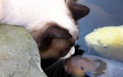 TQ: Mèo ngày ngày hôn cá suốt 3 năm liên tục