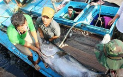 Bình Định: 8 con cá ngừ đại dương “lên” máy bay sang Nhật đấu giá