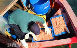 Ngư dân trúng mùa ruốc: Bán 15.000 đồng/kg lãi to