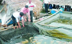 Nuôi cá điêu hồng trong lồng: Lớn nhanh, ít dịch bệnh