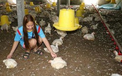 Trực thăng của tướng Thái Lan làm 2.400 con gà chết vì sợ
