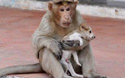 Cảm động chú khỉ cưu mang chó như con