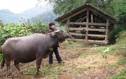 “Gia súc thả rông bị chết sẽ không được hỗ trợ”