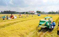 Cà Mau: Xây dựng trên 10.760ha cánh đồng mẫu lớn