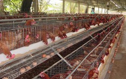 Hưng Yên: Đầu tư 10 tỷ đồng cho chăn nuôi VietGAHP