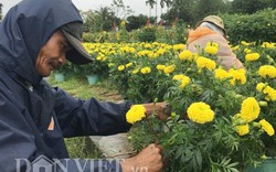 Quảng Ngãi: Dầm mình trong mưa rét để giữ hoa