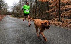 Mỹ: Chó vô tình chạy marathon 21km, giành vị trí thứ 7