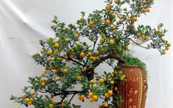 Chiêm ngưỡng quất bonsai thế độc nhất vô nhị giá "trên trời"