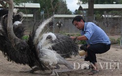 Thú vị chuyện 11 năm đỡ đẻ cho… đà điểu