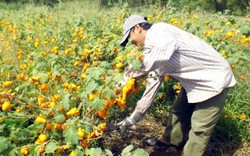 Hậu Giang: Nông dân "khóc ròng" vì trái Dư… dư đầy vườn