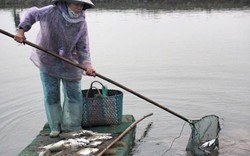 Rét đậm, nhiều đầm cá vược ở Thái Bình mất trắng