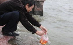 Ra Hồ Tây, cá chép Ông Táo gặp sóng to, gió lớn