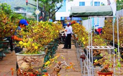 Tất bật chợ hoa Tết tại Bình Định