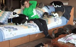 Người phụ nữ 'cuồng mèo', nuôi 1.100 con trong nhà