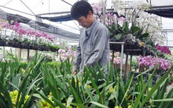 Thị trường hoa, cây cảnh tết ở Hà Nội: Tràn ngập hoa ngoại giá rẻ