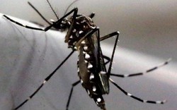 Đề xuất triệt sản muỗi đực để ngăn virus "ăn não" Zika