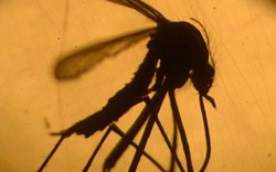 Phụ nữ có thai đầu tiên mắc virus Zika ở châu Âu