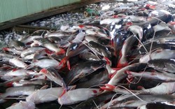 Hàng trăm bè cá chết bất thường trên sông Hậu