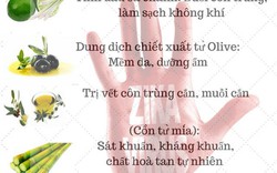 Bí quyết tự chế thuốc xịt chống muỗi, phòng virus Zika