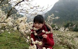 Ngắm hoa mận nở trắng đồi tại Cao Bằng dịp Tết
